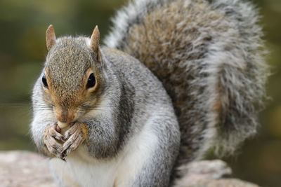 Portrait of a grey squirrel eating a nut 