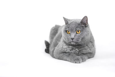 Close-up portrait of a cat over white background