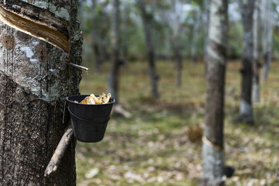 Close-up of food on tree trunk in forest