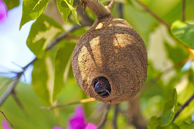 Close-up of a fruit on tree