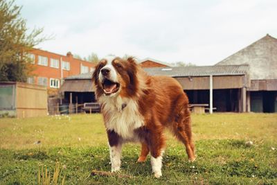 Dog on field against sky