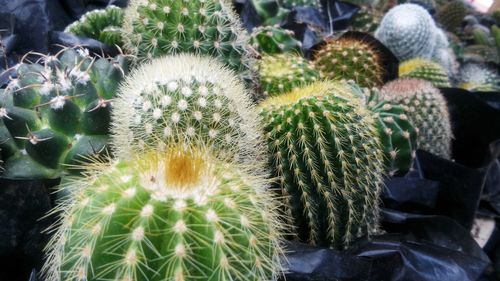 Close-up of succulent plant