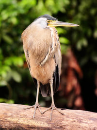 Heron resting 