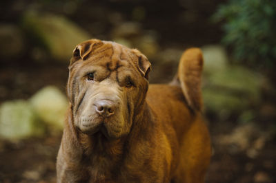 Portrait of shar-pei