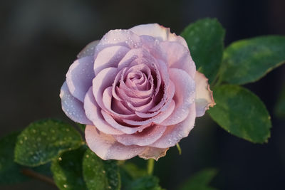 Close-up of rose with dew drops