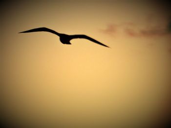 Low angle view of bird flying in sky