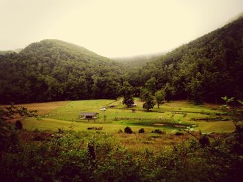 Scenic view of grassy field