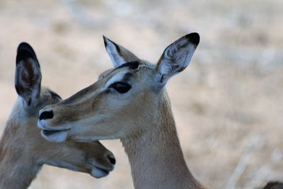 Close-up of deer