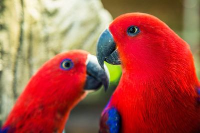 Close-up of parrot