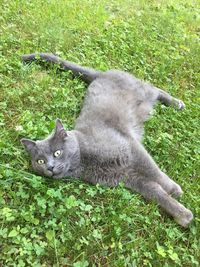 Portrait of cat on grass