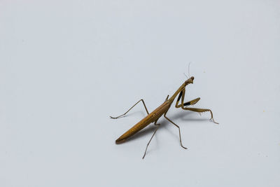 Close-up of insect on white background