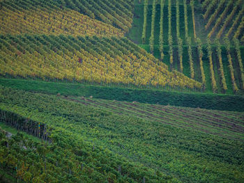 View of vineyard