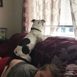 Dog relaxing on bed at home