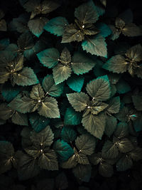 High angle view of plant leaves