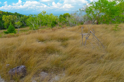 Scenic view of field against sky