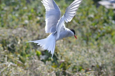 Bird flying