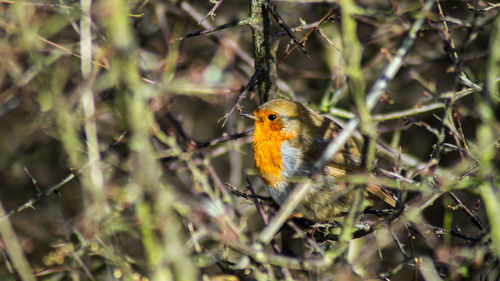 Close-up of british european red brested robin bird perching on branch through twigs