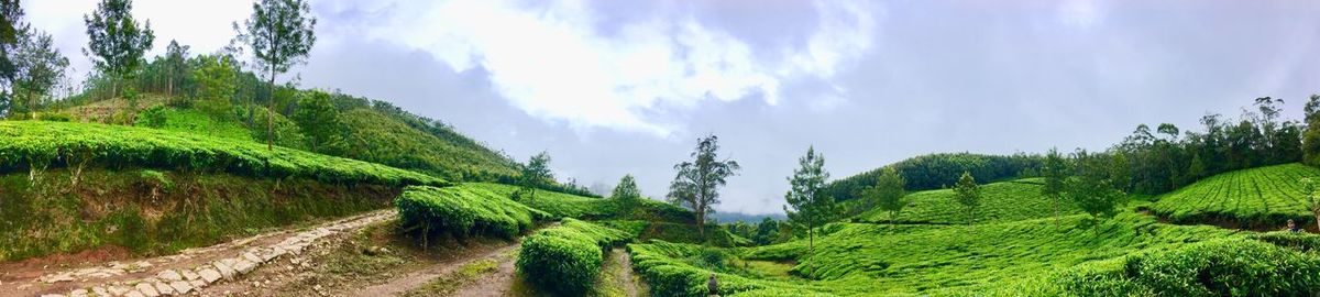 Panoramic shot of trees on field against sky