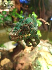 Chameleon at glass box