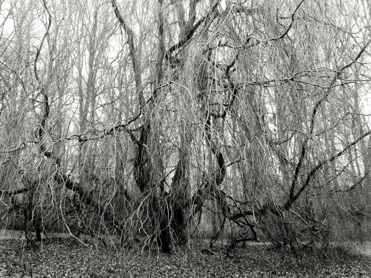 Old tree--what a growth