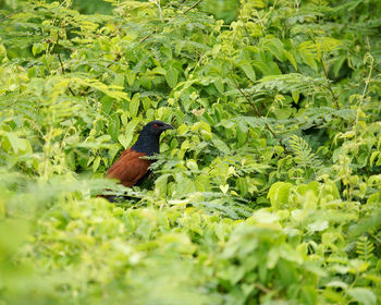 View of a bird on land