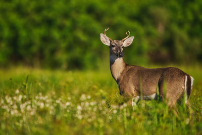 Deer standing in a field