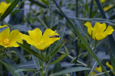 Close-up of yellow butterfly pollinating flowers