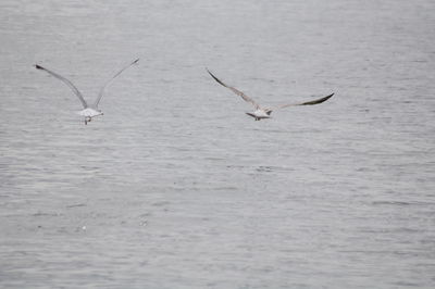 Seagulls flying over sea