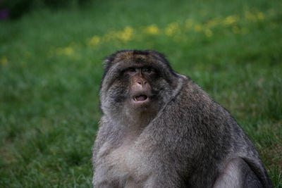 Portrait of monkey on grass