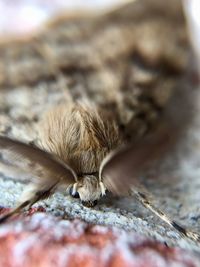 Close-up of insect