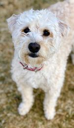 Close-up portrait of dog on field