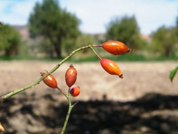 Close-up of berries growing on tree against sky