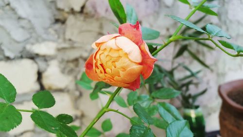 Close-up of orange flower