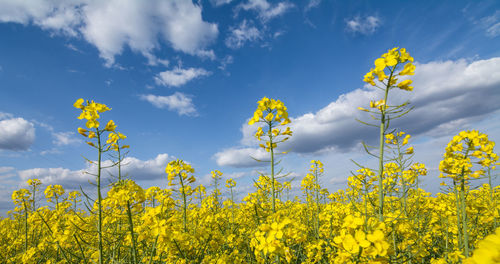 Scenic view of oilseed rape field against sky
