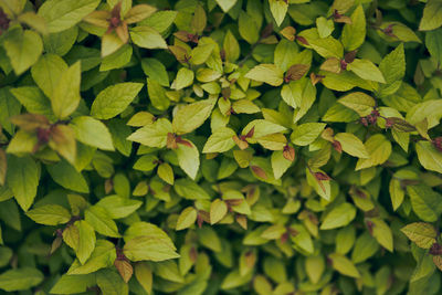 Full frame shot of plants