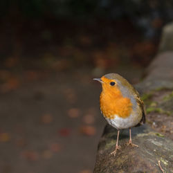 Close-up of bird perching outdoors