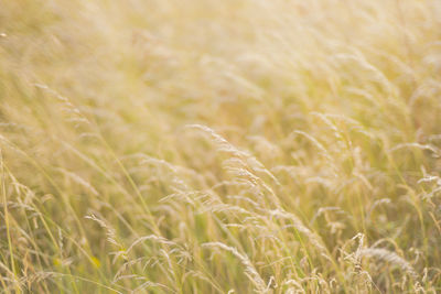 Close-up of stalks in field