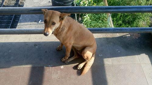 Side view of dog on bridge