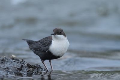 Close-up of bird against blurred background