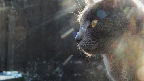 Close-up of cat looking away