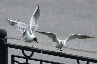 Seagulls flying against the sea