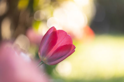 Close-up of pink flowering plant