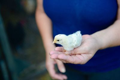 Cropped image of hand holding bird