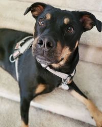 High angle portrait of a dog