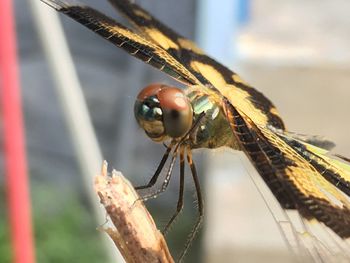 Close-up of insect