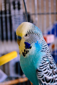 Close up of blue budgie in cage