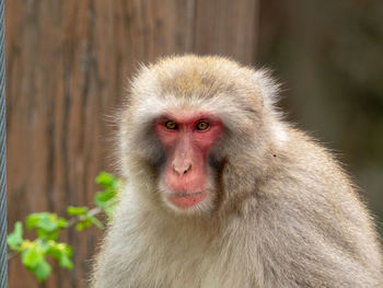 Portrait of a monkey