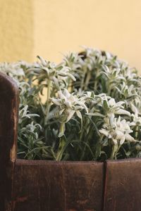 Close-up of potted plant