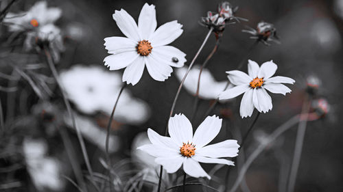 Close-up of white flowering plant