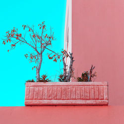 Potted plant against wall